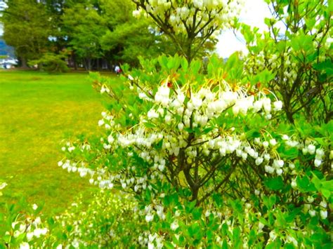 東北 植物|東北地方の花図鑑